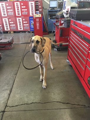 henderson auto puppy